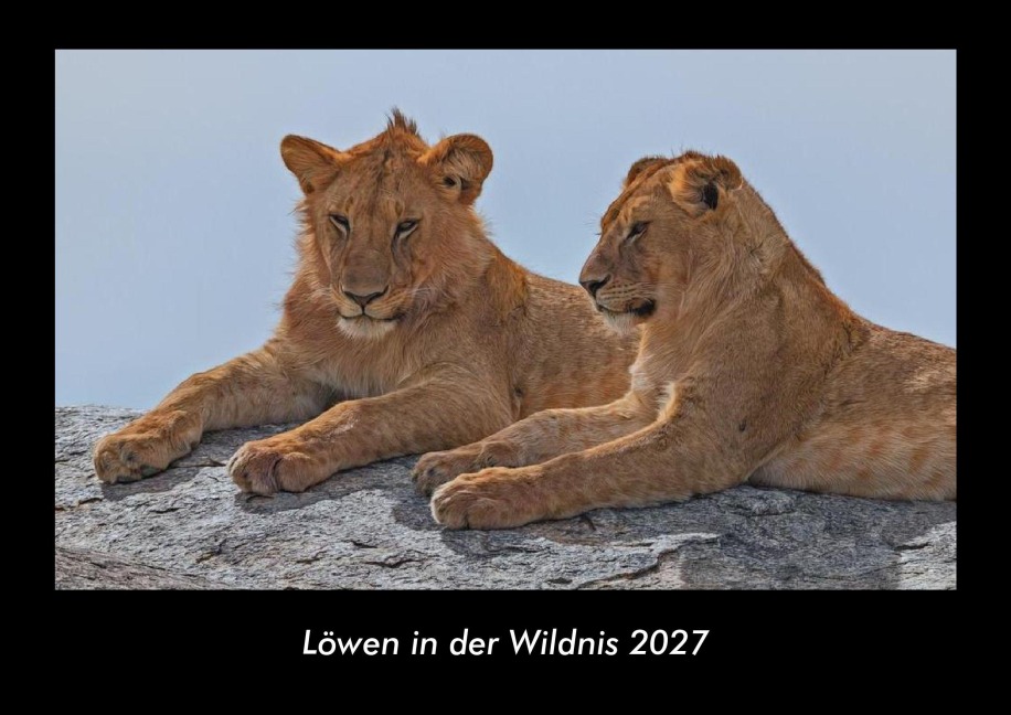 Löwen in der Wildnis 2027 Fotokalender DIN A3 - Tobias Becker