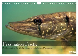 Cover-Bild zum Titel 'Faszination Fische (Wandkalender 2026 DIN A4 quer), CALVENDO Monatskalender' von 'Daniel Pelz'