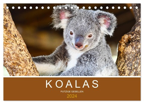 Koalas, putzige Gesellen (Tischkalender 2024 DIN A5 quer), CALVENDO Monatskalender - Robert Styppa
