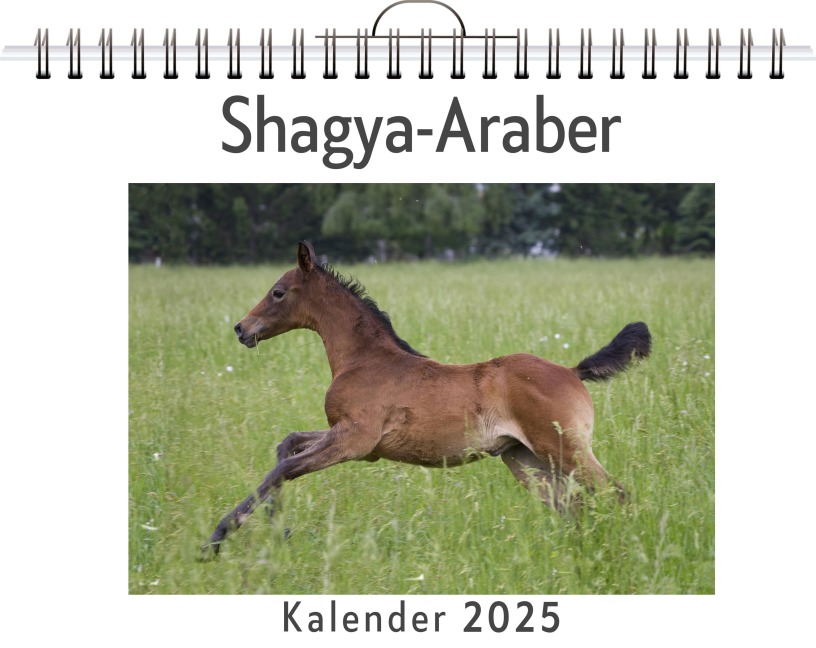 Shagya-Araber - Finn Meier