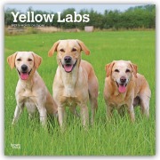 Cover-Bild zum Titel 'Yellow Labrador Retriever - Gelber Labrador Retriever 2027 - 16-Monatskalender' von 'Browntrout Publishers'