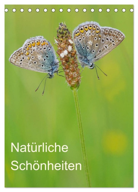 Insekten,Schönheiten der Natur (Tischkalender 2026 DIN A5 hoch), CALVENDO Monatskalender - Jürgen Blum