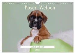 Cover-Bild zum Titel 'Boxer Welpen einfach zuckersüß (Wandkalender 2026 DIN A4 quer), CALVENDO Monatskalender' von 'Yvonne Janetzek'