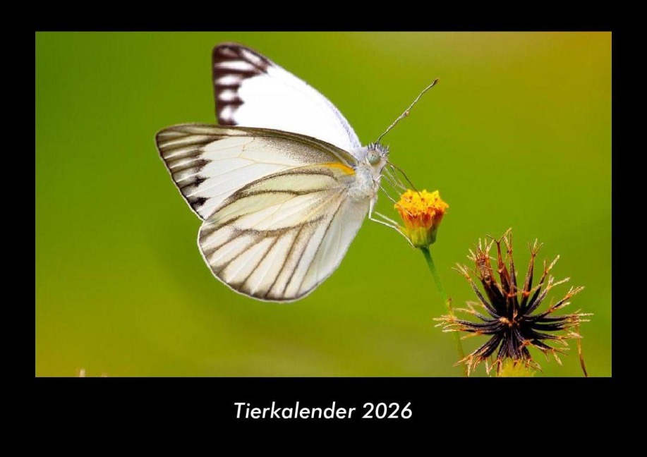 Tierkalender 2026 Fotokalender DIN A3 - Tobias Becker