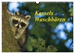 Cover-Bild zum Titel 'Kassels Waschbären (Wandkalender 2026 DIN A3 quer), CALVENDO Monatskalender' von 'Wilfried Martin (GDT)'