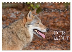 Cover-Bild zum Titel 'Begegnungen DER WOLF (Wandkalender 2026 DIN A3 quer), CALVENDO Monatskalender' von 'Gugigei Gugigei'