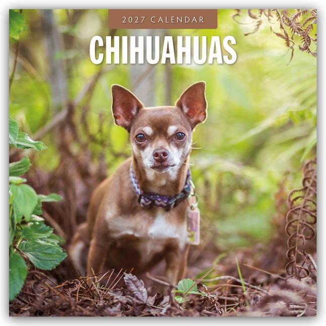 Chihuahuas - Chihuahua 2027 - 16-Monatskalender - Robin Red