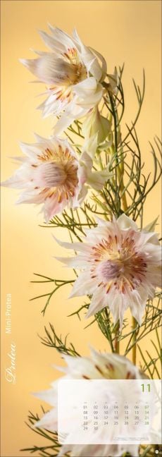 InsideView 11