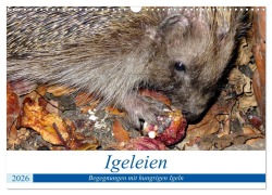 Cover-Bild zum Titel 'Igeleien - Begegnungen mit hungrigen Igeln (Wandkalender 2026 DIN A3 quer), CALVENDO Monatskalender' von 'Henning von Löwis of Menar'