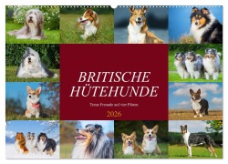 Cover-Bild zum Titel 'Britische Hütehunde - Treue Freunde auf vier Pfoten (Wandkalender 2026 DIN A2 quer), CALVENDO Monatskalender' von 'Sigrid Starick'