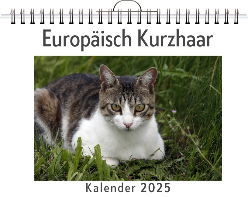 Europäisch Kurzhaar - Ella Meyer
