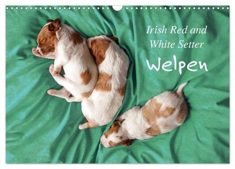 Irish Red and White Setter Welpen (Wandkalender 2024 DIN A3 quer), CALVENDO Monatskalender - Kristina Rütten