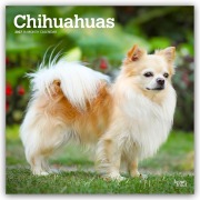 Cover-Bild zum Titel 'Chihuahuas 2027 - 16-Monatskalender' von 'Browntrout Publishers'