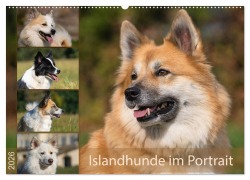 Islandhunde im Portrait (Wandkalender 2026 DIN A2 quer), CALVENDO Monatskalender - Monika Scheurer