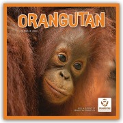Cover-Bild zum Titel 'Orangutan - Orang-Utan 2026 - Wand-Kalender' von 'Carousel Calendar'