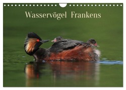 Cover-Bild zum Titel 'Wasservögel Frankens (Wandkalender 2026 DIN A4 quer), CALVENDO Monatskalender' von 'Günter Bachmeier'