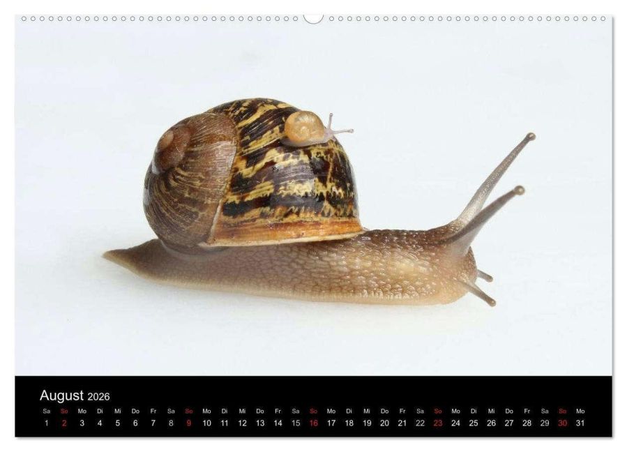 InsideView 12