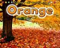 Orange - Rebecca Rissman