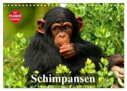 Cover-Bild zum Titel 'Schimpansen (Wandkalender 2026 DIN A4 quer), CALVENDO Monatskalender' von 'Elisabeth Stanzer'