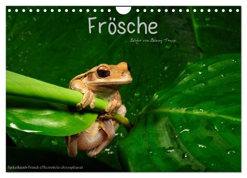 Frösche (Wandkalender 2024 DIN A4 quer), CALVENDO Monatskalender - Benny Trapp
