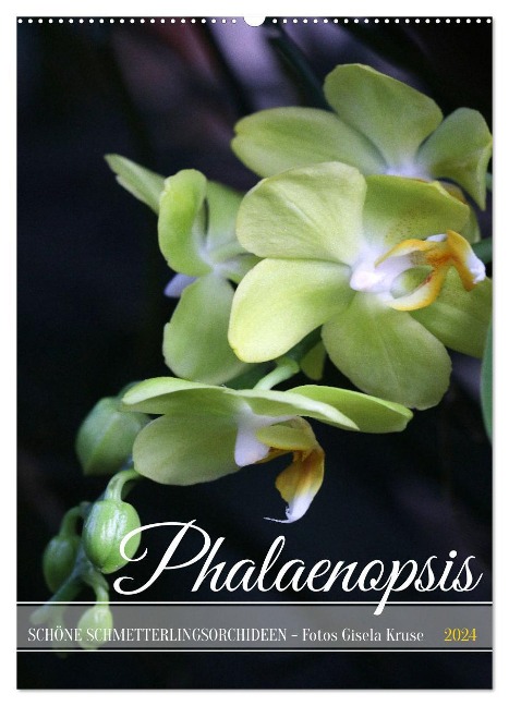 Phalaenopsis - Schöne Schmetterlingsorchideen (Wandkalender 2024 DIN A2 hoch), CALVENDO Monatskalender - Gisela Kruse