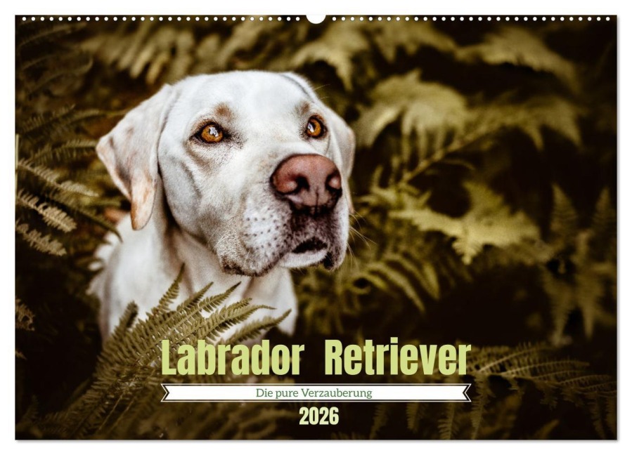 Verzauberung Labrador Retriever 2026 (Wandkalender 2026 DIN A2 quer), CALVENDO Monatskalender - Sensiebelfotografie Saskia Katharina Siebel