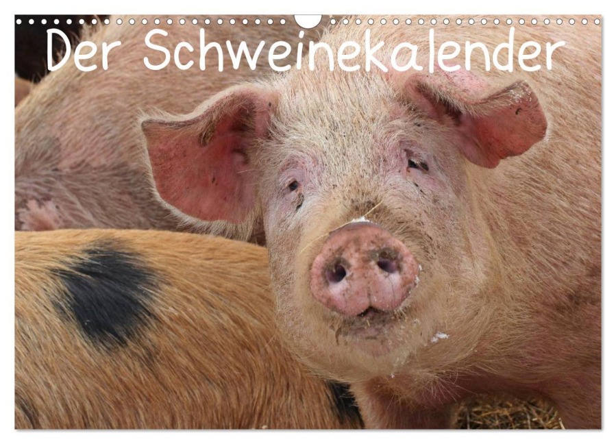 Der Schweinekalender (Wandkalender 2026 DIN A3 quer), CALVENDO Monatskalender - Christine Schmutzler-Schaub
