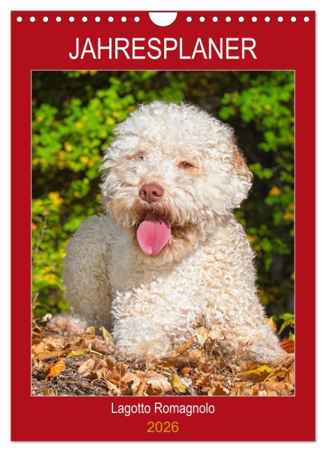 Jahresplaner Lagotto Romagnolo (Wandkalender 2026 DIN A4 hoch), CALVENDO Monatskalender - Sigrid Starick