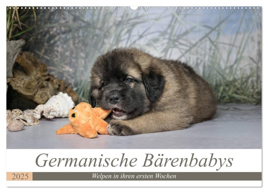 Germanische Bärenbabys (Wandkalender 2025 DIN A2 quer), CALVENDO Monatskalender - Sonja Teßen