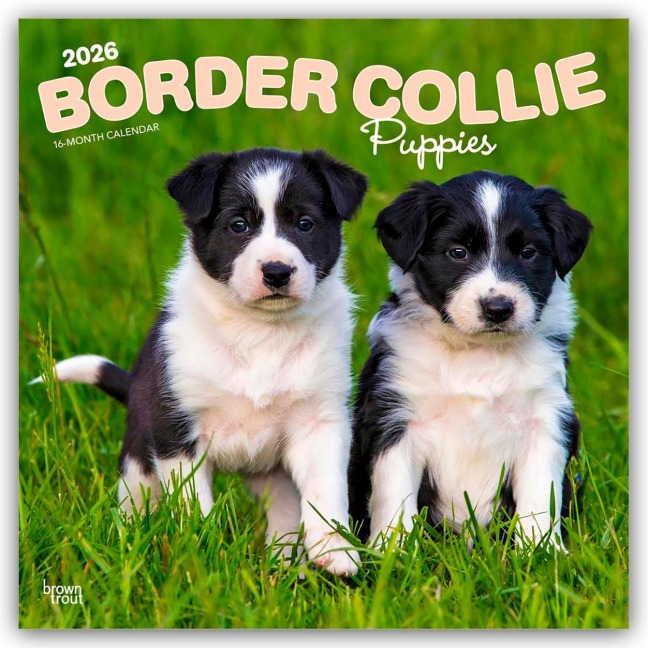 Border Collie Puppies - Border Collie Welpen 2026 - 16-Monatskalender - Browntrout Publishers