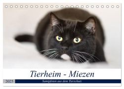 Tierheim - Miezen (Tischkalender 2025 DIN A5 quer), CALVENDO Monatskalender - Doris Metternich