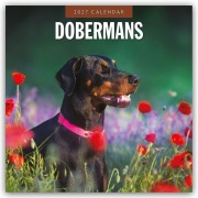 Cover-Bild zum Titel 'Dobermans - Dobermann 2027 - 16-Monatskalender' von 'Robin Red'