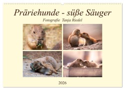 Präriehunde - süße Säuger (Wandkalender 2026 DIN A2 quer), CALVENDO Monatskalender - Tanja Riedel