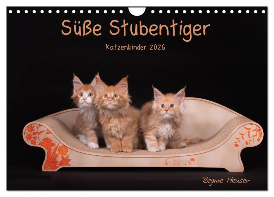 Süße Stubentiger - Katzenkinder (Wandkalender 2026 DIN A4 quer), CALVENDO Monatskalender - Regine Heuser