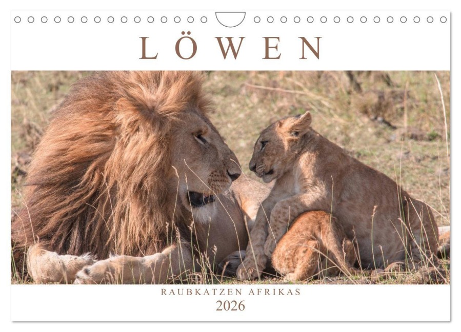 Löwen - Raubkatzen Afrikas (Wandkalender 2026 DIN A4 quer), CALVENDO Monatskalender - Andreas Lippmann