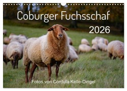 Cover-Bild zum Titel 'Coburger Fuchsschaf (Wandkalender 2026 DIN A3 quer), CALVENDO Monatskalender' von 'Cordula Kelle-Dingel'