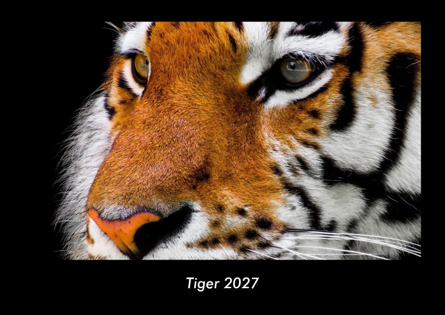 Tiger 2027 Fotokalender DIN A3 - Tobias Becker