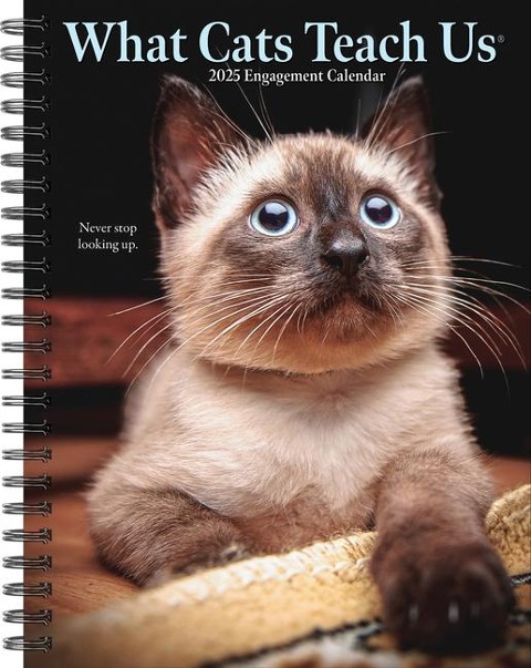 What Cats Teach Us 2025 6.5 X 8.5 Engagement Calendar - Willow Creek Press