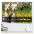 Alpakas zum Verlieben (hochwertiger Premium Wandkalender 2024 DIN A2 quer), Kunstdruck in Hochglanz - Heidi Rentschler