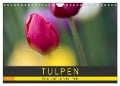 Tulpen - die bunte Vielfalt (Wandkalender 2024 DIN A4 quer), CALVENDO Monatskalender - Peter Schürholz