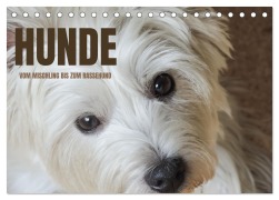 Cover-Bild zum Titel 'Hunde - vom Mischling bis zum Rassehund (Tischkalender 2027 DIN A5 quer), CALVENDO Monatskalender' von 'Angela Rohde'
