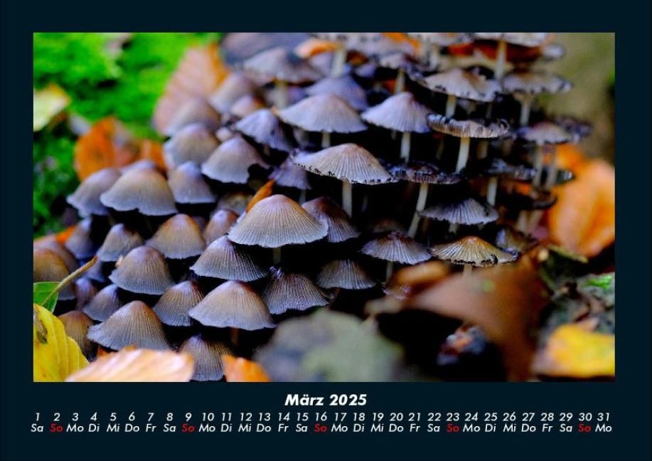 InsideView 7