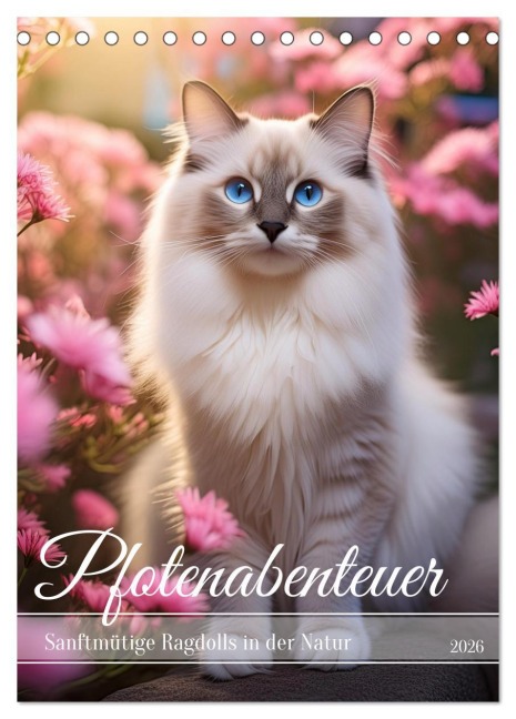 Pfotenabenteuer - Ragdolls in der Natur (Tischkalender 2026 DIN A5 hoch), CALVENDO Monatskalender - Fotodesign Verena Scholze