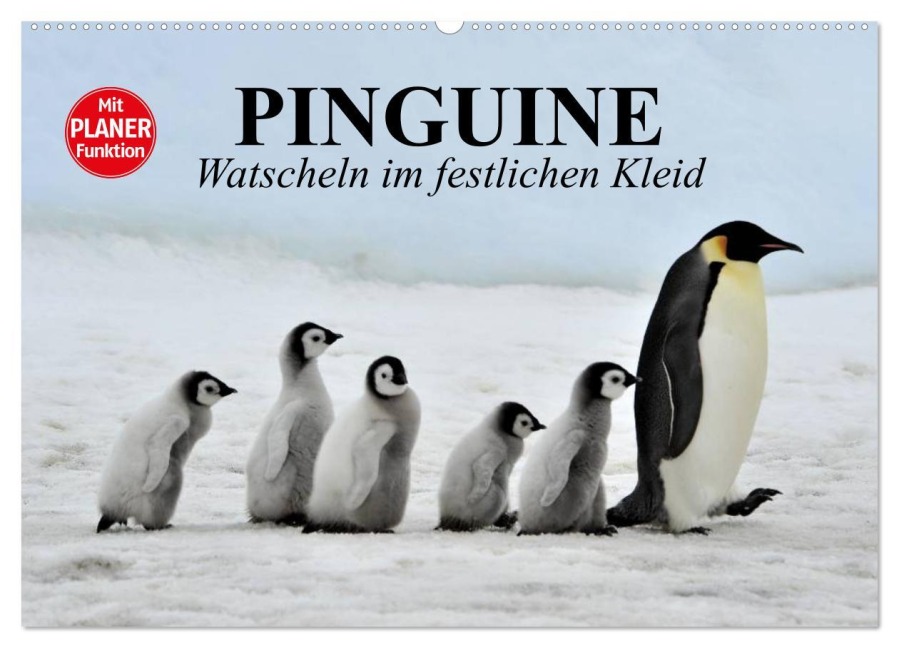 Pinguine - Watscheln im festlichen Kleid (Wandkalender 2026 DIN A2 quer), CALVENDO Monatskalender - Elisabeth Stanzer