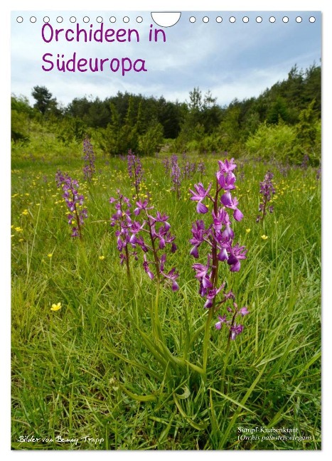 Orchideen in Südeuropa (Wandkalender 2025 DIN A4 hoch), CALVENDO Monatskalender - Benny Trapp