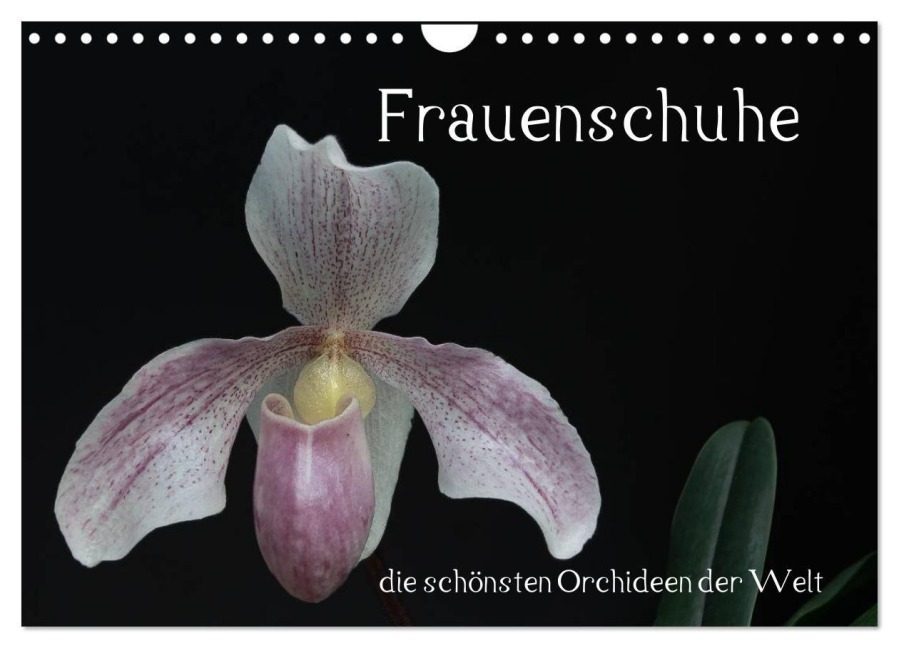 Frauenschuhe - die schönsten Orchideen der Welt (Wandkalender 2026 DIN A4 quer), CALVENDO Monatskalender - Holger Rochow