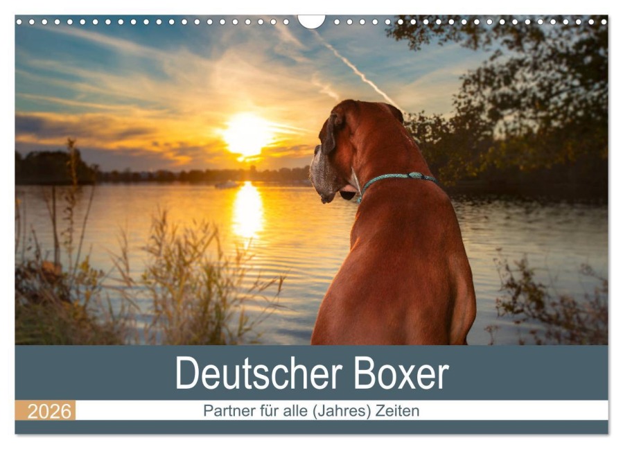 Deutscher Boxer (Wandkalender 2026 DIN A3 quer), CALVENDO Monatskalender - Kerstin Mielke
