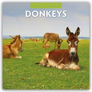 Cover-Bild zum Titel 'Donkeys - Esel 2027 - 16-Monatskalender' von 'Robin Red'