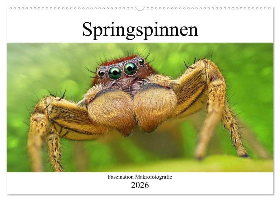 Faszination Makrofotografie: Springspinnen (Wandkalender 2026 DIN A2 quer), CALVENDO Monatskalender - Alexander Mett Photography