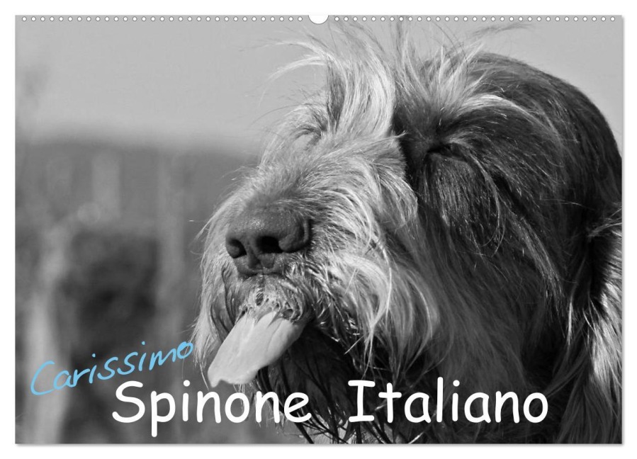 Carissimo Spinone Italiano (Wandkalender 2026 DIN A2 quer), CALVENDO Monatskalender - Silvia Drafz